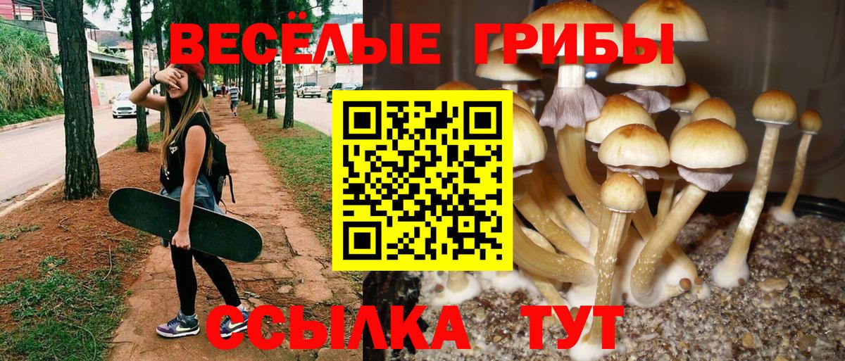 Псилоцибиновые грибы Cubensis  продажа наркотиков  Тайшет  Вход с VPN 